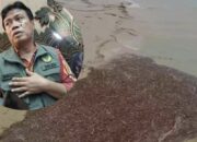 Kayu Glondongan Banyak Terbawa Banjir, Sumatra, KEMENHUT : Tumbang Alami Bukan Hasil Pembalakan