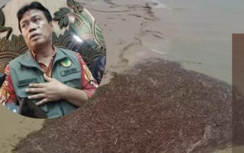 Kayu Glondongan Banyak Terbawa Banjir, Sumatra, KEMENHUT : Tumbang Alami Bukan Hasil Pembalakan