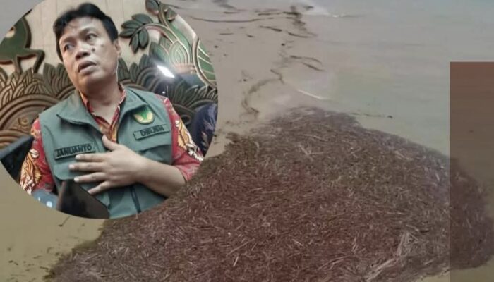 Kayu Glondongan Banyak Terbawa Banjir, Sumatra, KEMENHUT : Tumbang Alami Bukan Hasil Pembalakan